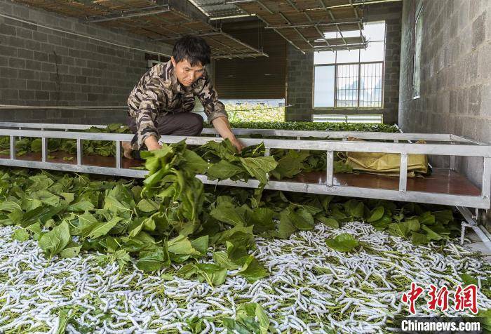 澳门最精准真正最精准龙门蚕,实地数据验证_QJI83.922先锋科技