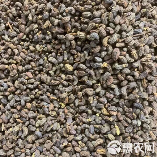女贞子最新价格,女贞子最新价格🌿💎