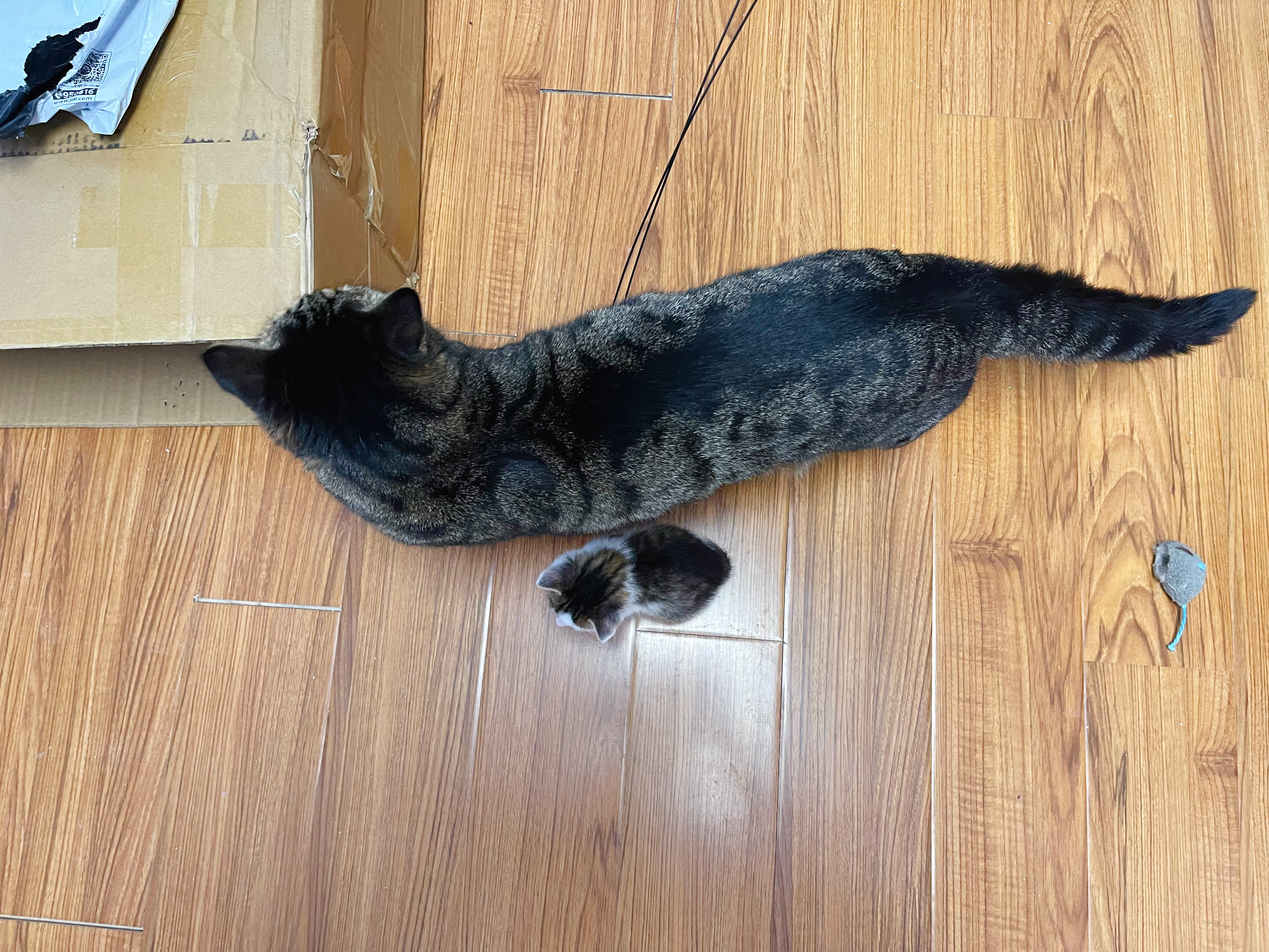 我找大猫，最新探索与影响的魅力