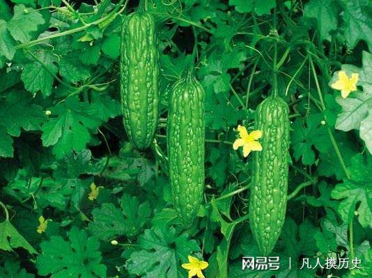 苦瓜最新网站，探索自然美景，寻找内心宁静的轻松之旅