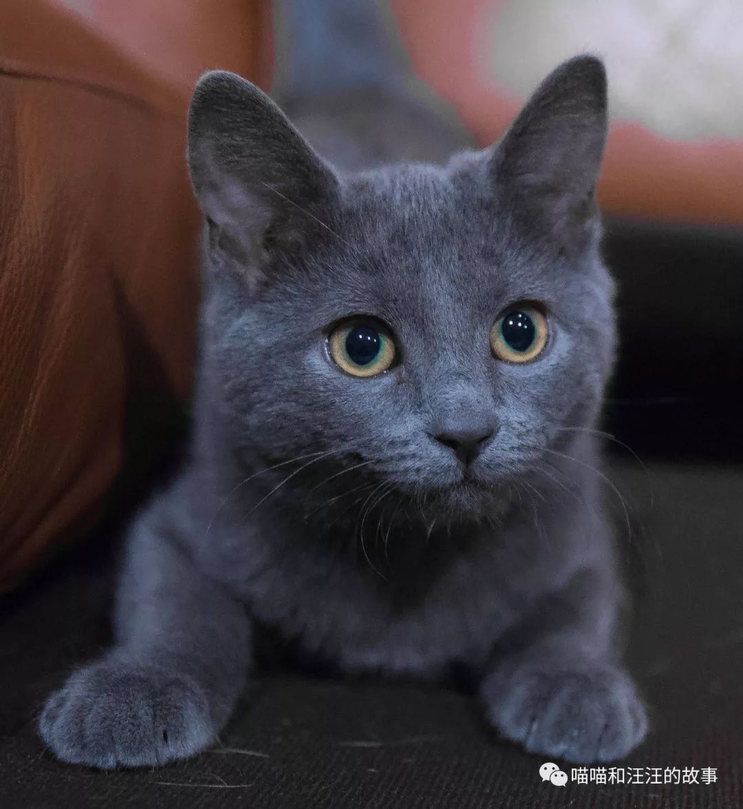 时代背景下的猫文化盛地，最新猫网站