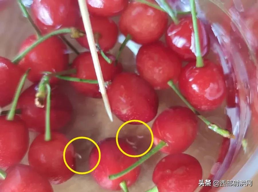 射洪上市公司，小巷深处的独特风味揭秘