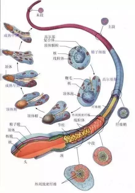 窝精子最新，小巷中的秘密风味探索