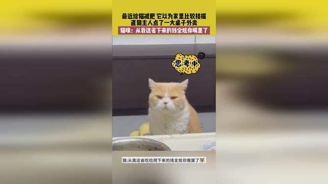 省猫任务轻松完成指南，最新技能学习与任务执行详细步骤