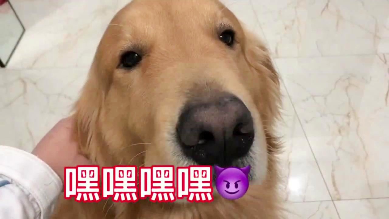 最新狗狗名字精选指南