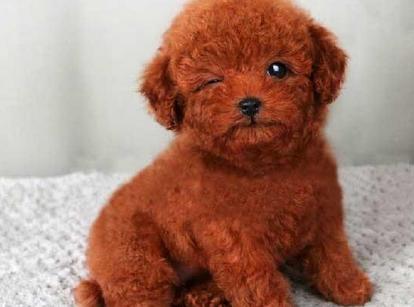 最新小鹿犬，趣事不断，传递温馨友谊与爱的小使者