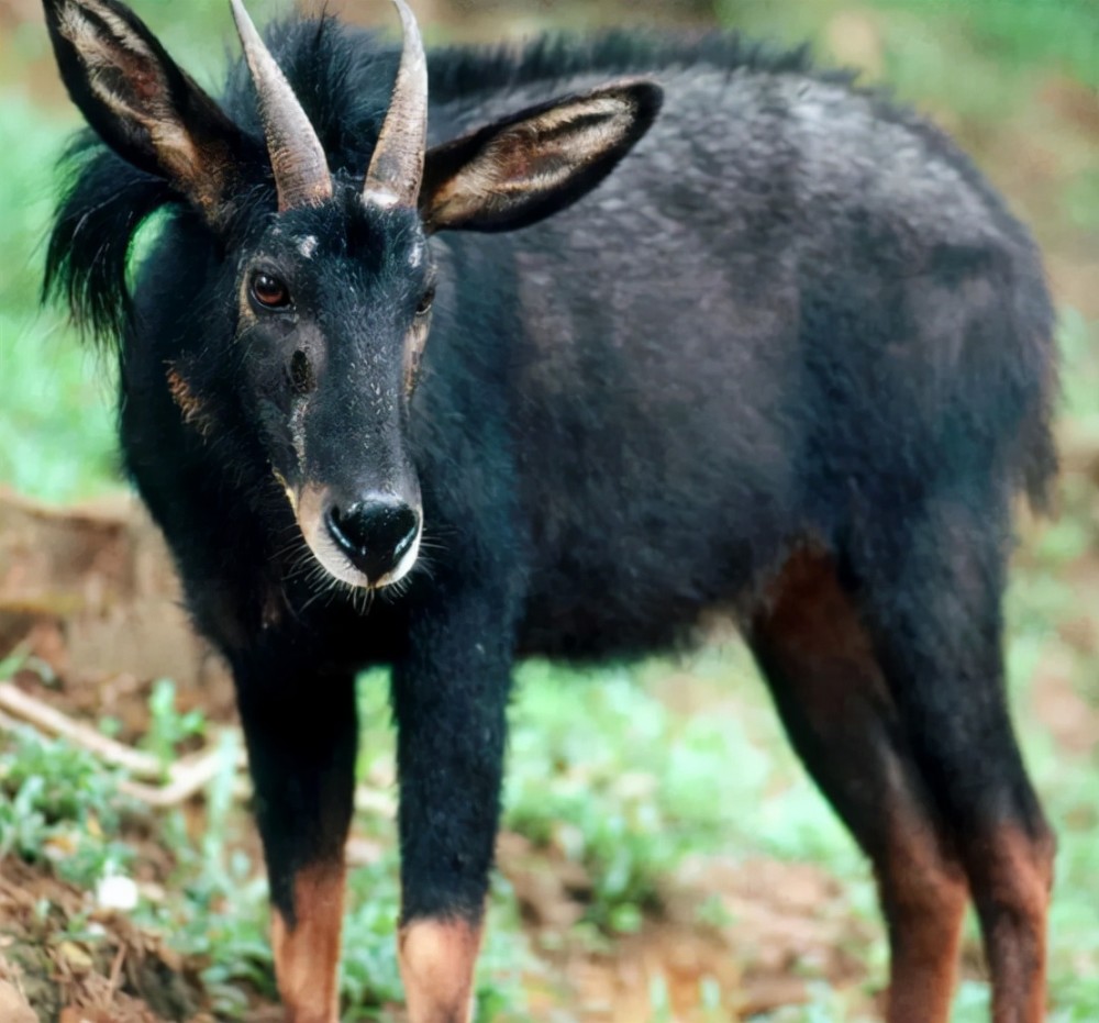 四不像正版资料内部,实地观察解释定义_RAY23.661体验版