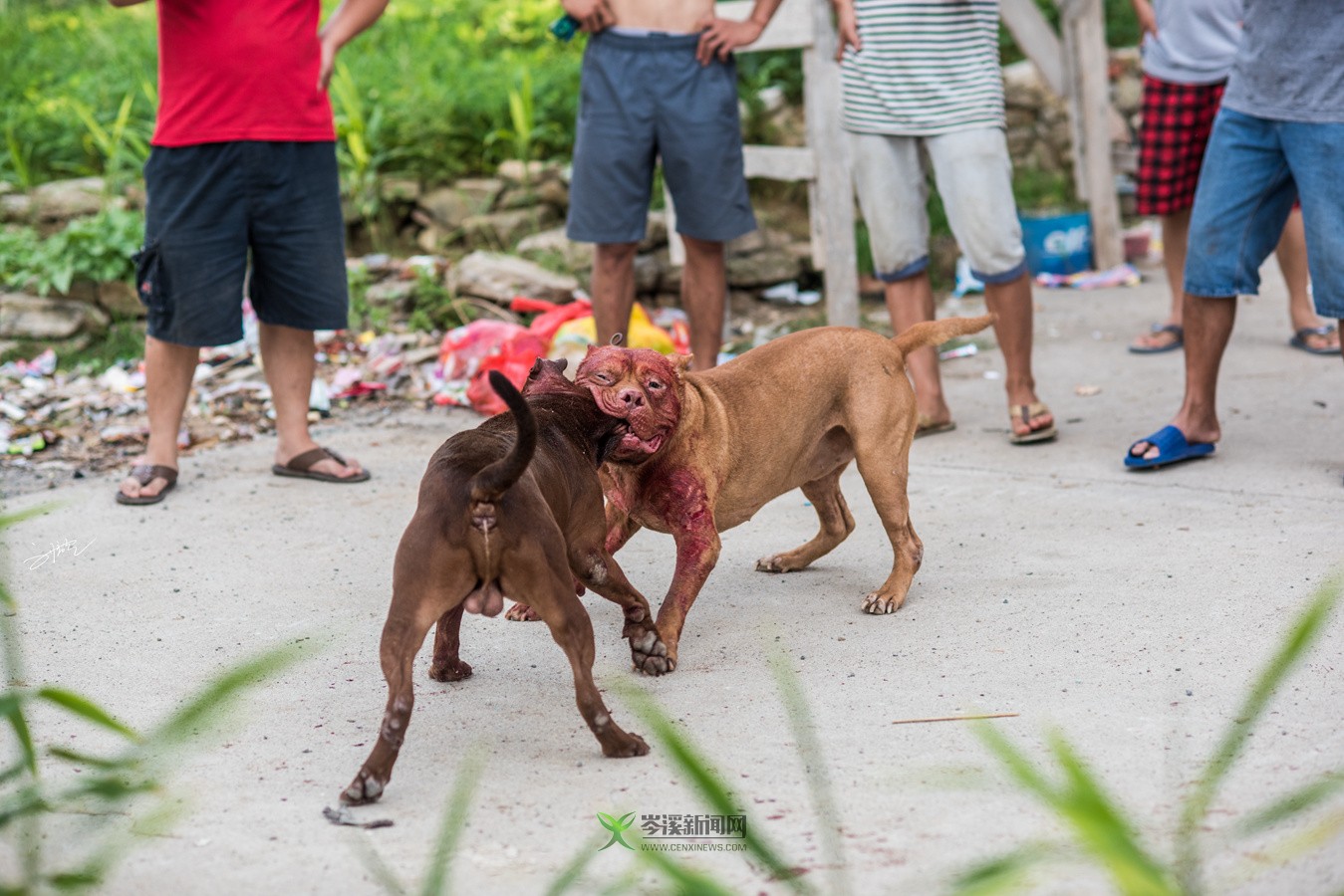 玉林斗狗风采，小巷深处的独特风情展