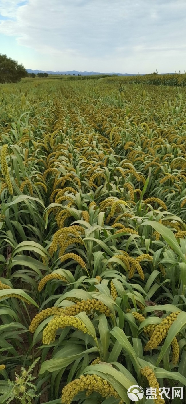 白城谷子最新价格探讨与分析