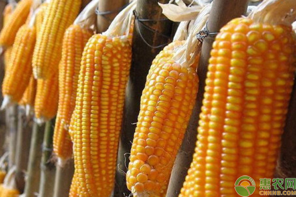 咸阳玉米行情最新动态更新