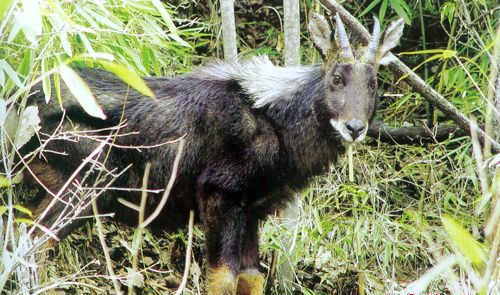 921212cc四不像凤凰,专家解说解释定义_XDL10.650DIY工具版