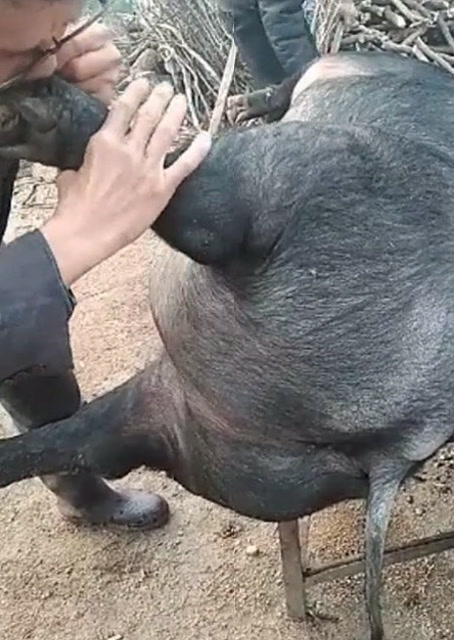 猪圈中的欢乐时刻，最新吹猪视频集锦