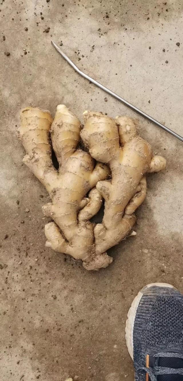 山东生姜最新价格回顾与洞察