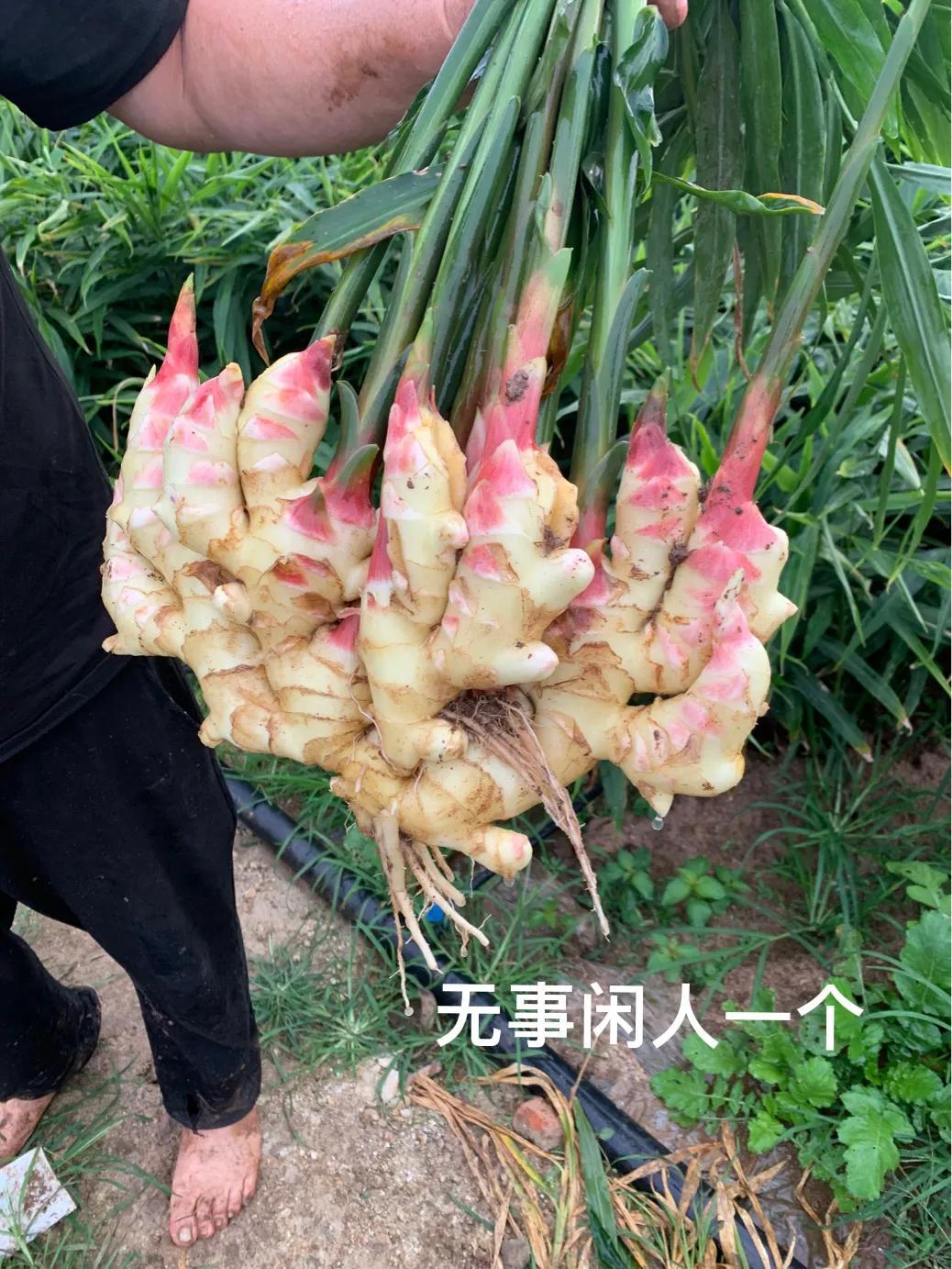 山东生姜最新价格回顾与洞察