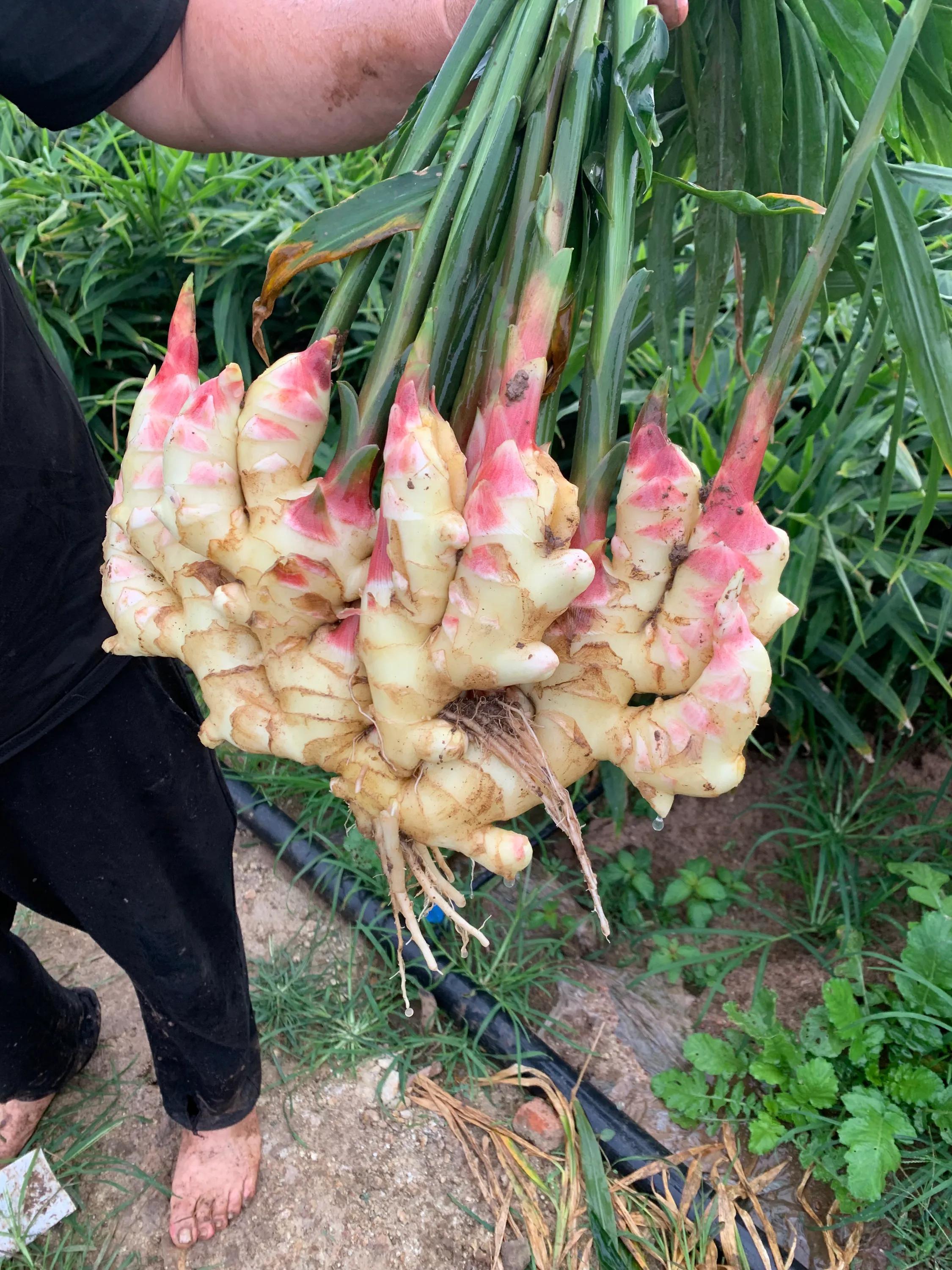 山东生姜最新价格回顾与洞察