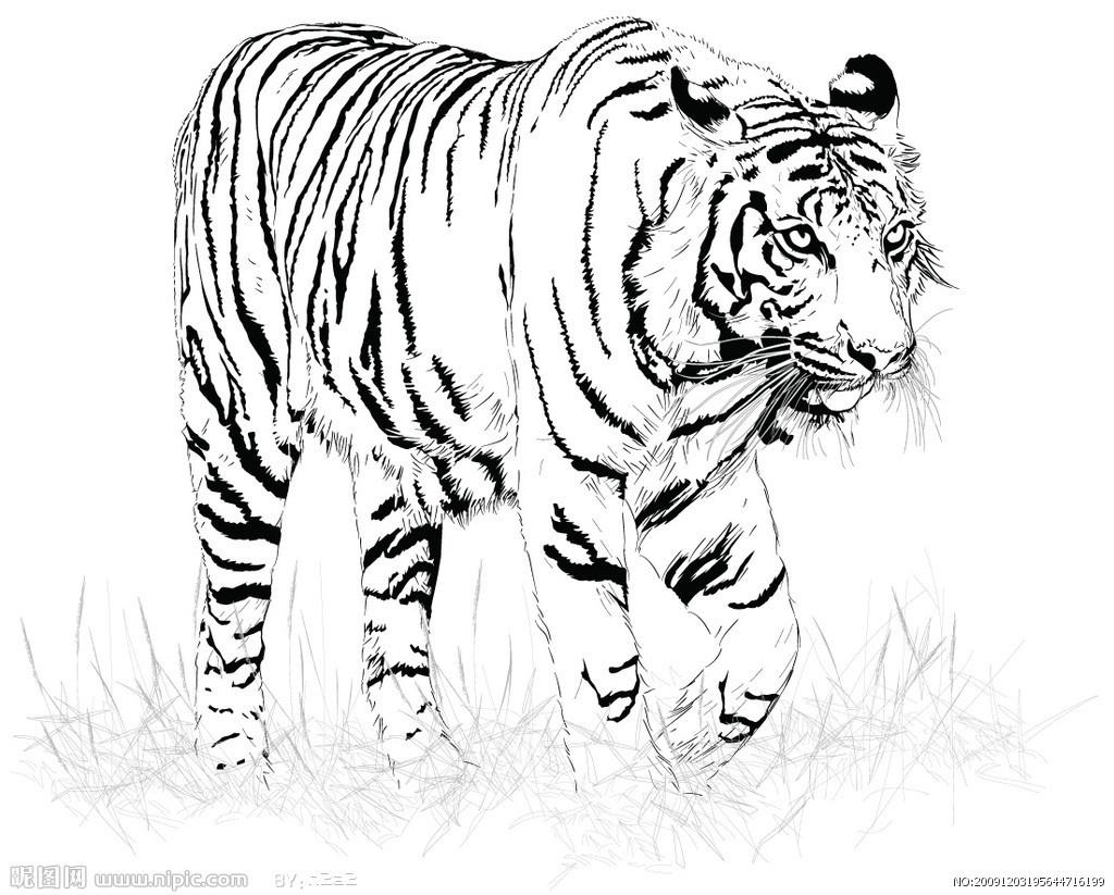 白老虎正版资料免费中,综合指数法_QTH85.428力量版