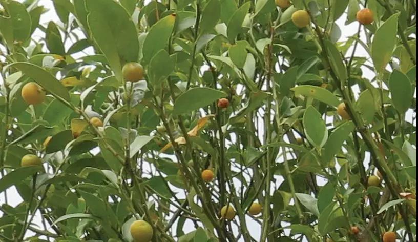 广场灯具 第286页