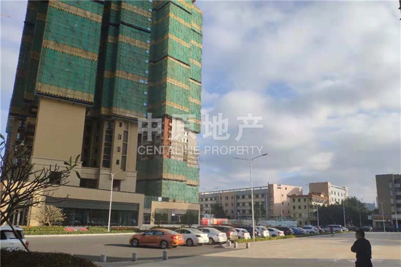 龙园大观最新动态揭秘