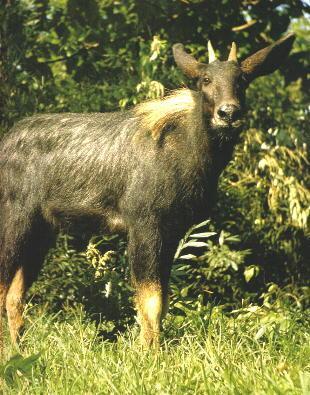 2024新奥正版资料四不像,实地研究解答协助_PIU58.586文化版