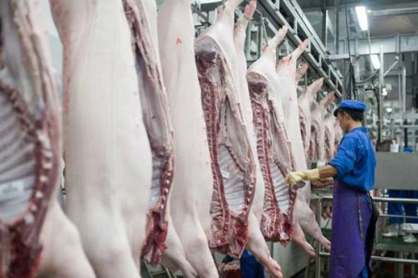 时代背景下的市场波动与影响,全国最新猪肉价格分析