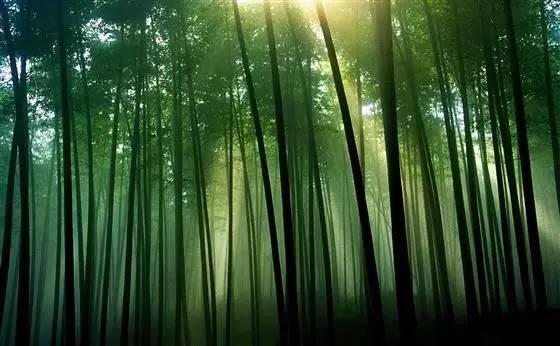 最新美文音乐微场景，视听盛宴的绽放与深远影响