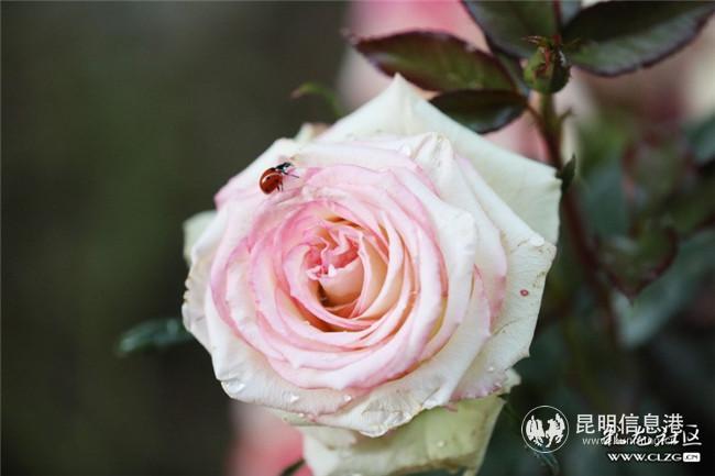 关于皇后直播探索独特魅力小店的直播内容探讨与下载指南