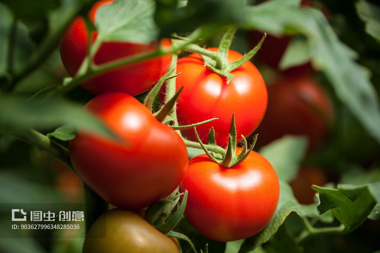 河南番茄价格最新行情,变化中的机遇与挑战的自我超越之旅