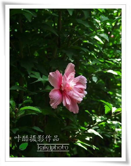 藏花阁最新观点阐述与深度解析