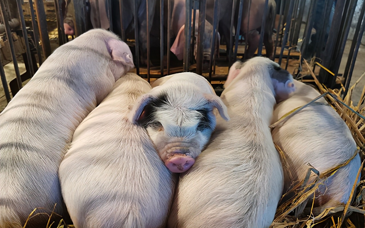 最新猪成栏技术推动畜牧业高效发展革新