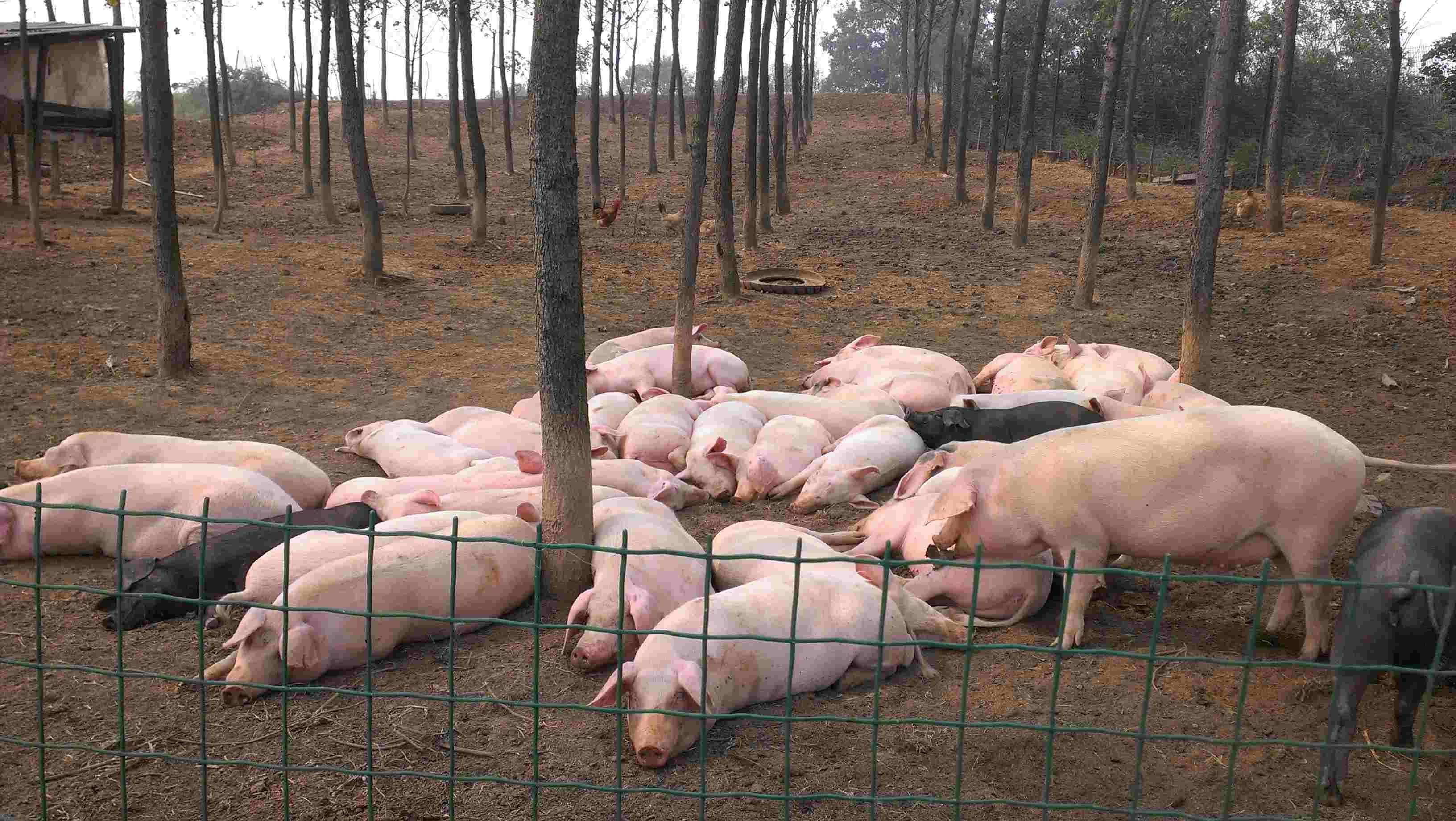 最新猪成栏技术推动畜牧业高效发展革新