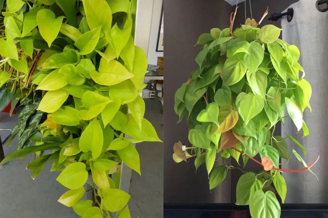 最新蔓绿绒,背景、事件与地位的深度解析