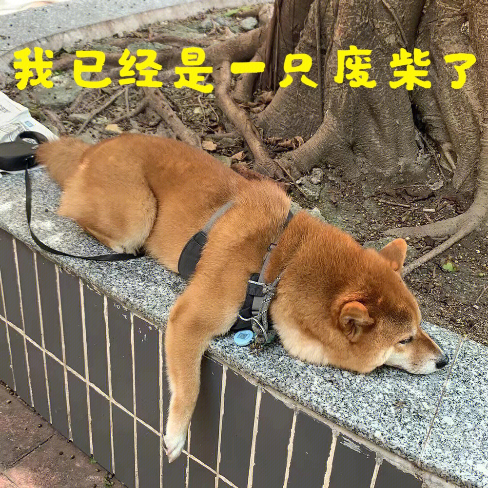 废柴论坛最新揭秘,小巷独特风味独家报道