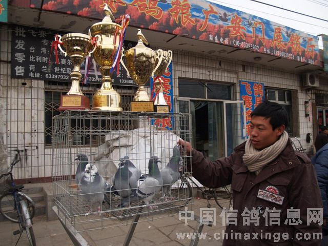 北京鸽市繁荣景象与发展趋势揭秘，最新动态与未来展望