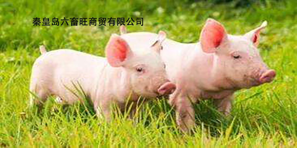 湛江最新猪价及其背后的温情故事