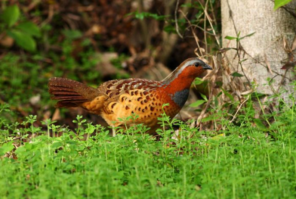 最新竹鸡套,传统与创新的完美融合