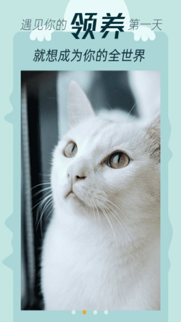 时代背景下的猫文化盛地,最新猫网站