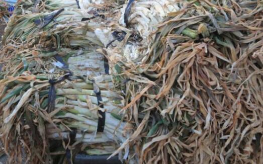 保定大葱近期价格走势,机遇与挑战中的励志力量