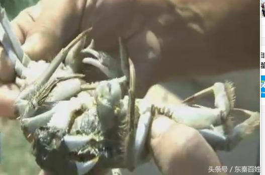 🔥阳澄湖螃蟹上市季节情报,吃货必知的秋季美味盛宴!🎉