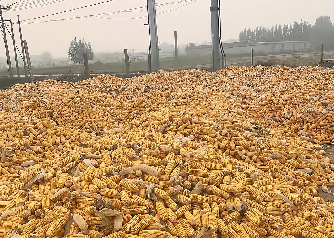 今日山东玉米价格行情,智能农业引领新纪元风向标