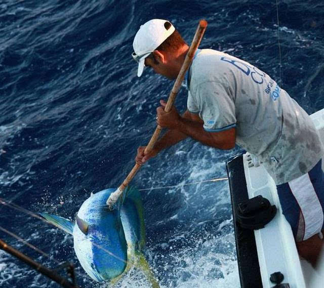 海洋竞技盛宴,钓马林鱼比赛盛况