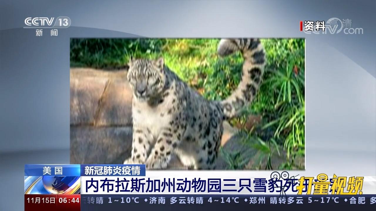 虎3最新资讯深度解析与观点阐述