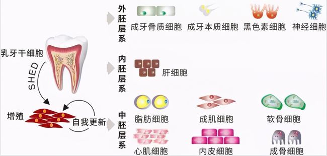 牙齿再生前沿技术，重塑微笑的秘密武器探索