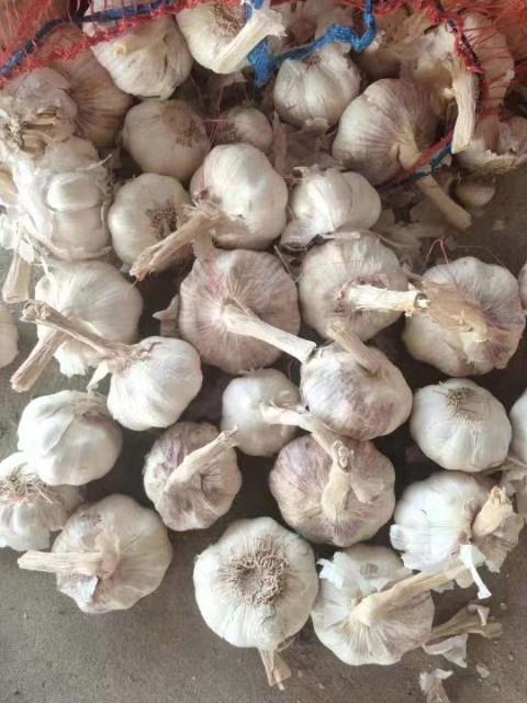 科技引领未来,洞悉大蒜市场新动向与最新价格预测