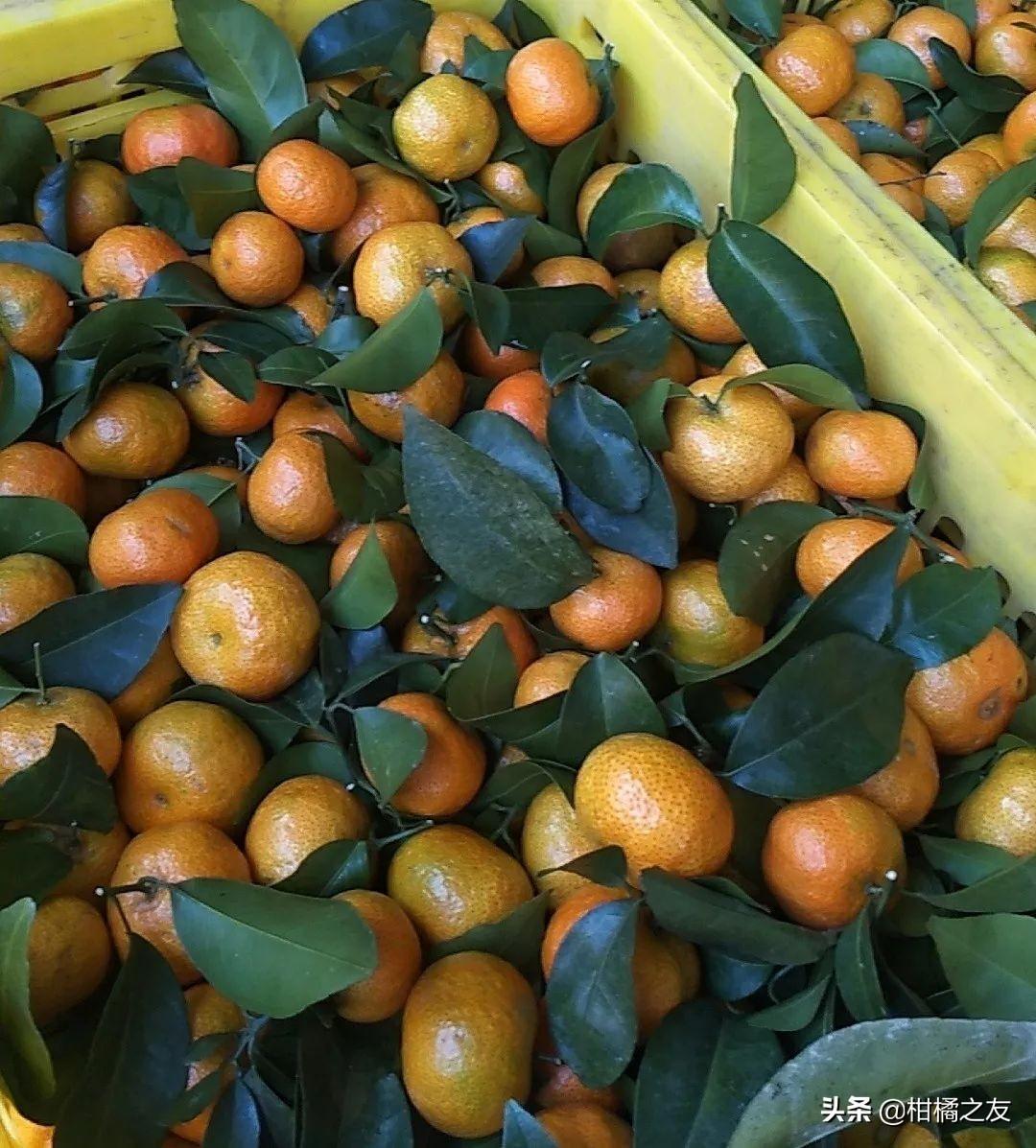 今年砂糖橘行情深度解析与观察🍊