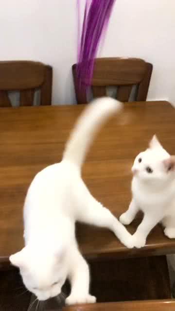 猫咪视频最新版，小巷猫步优雅轻舞