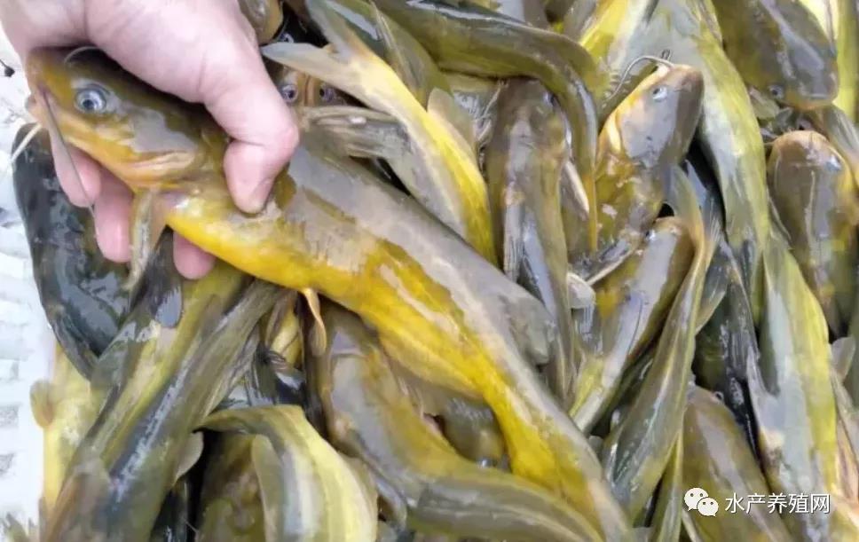 鮰鱼价格变迁背后的故事，行情变化中的自信与成就感探寻
