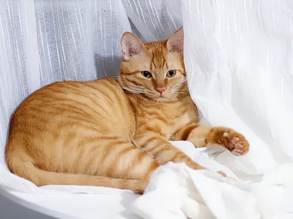 猫品种与价格，一场自然美景的探寻之旅