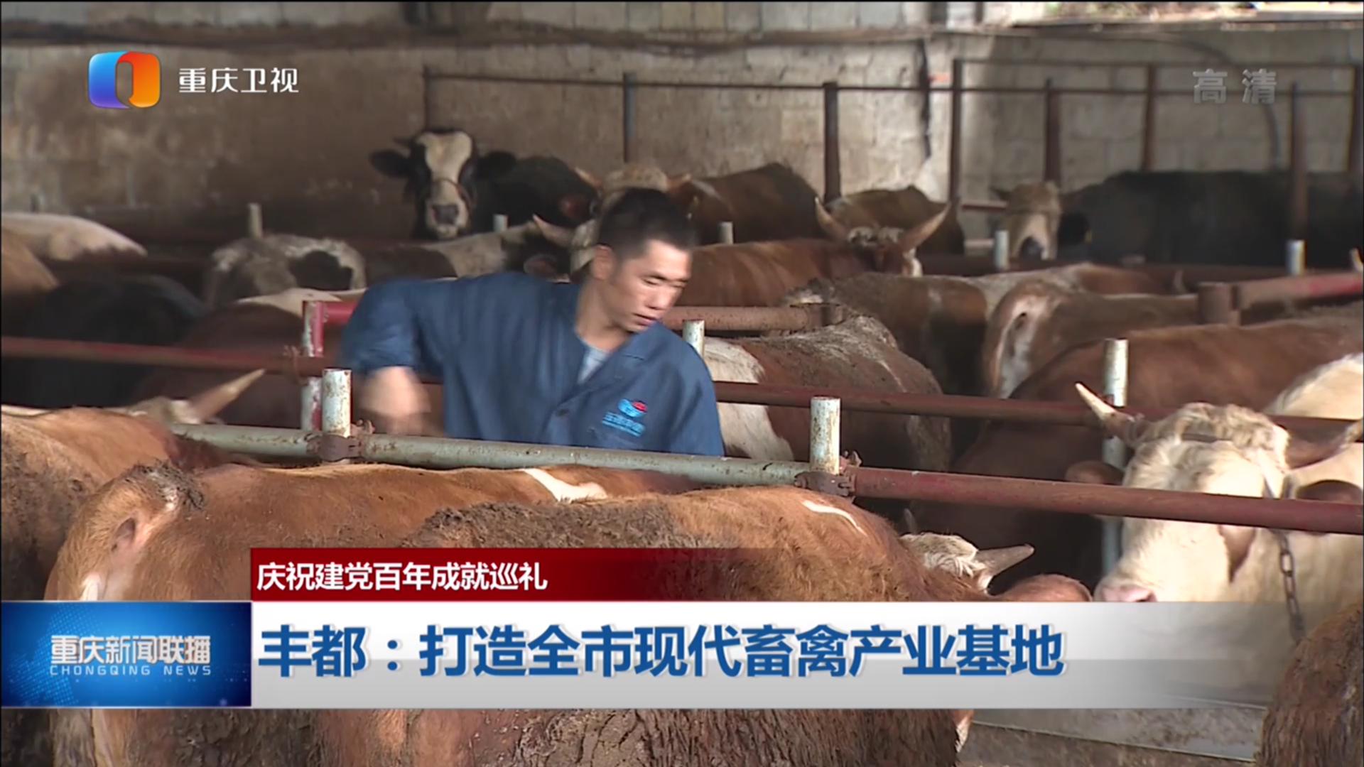 丰都新闻联播揭秘城市角落的温馨日常最新动态