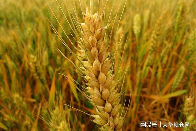 河北小麦价格最新行情概览与指南