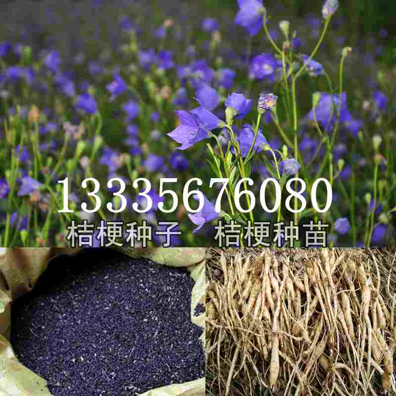 桔梗种子价格揭秘，成长旅程与自信绽放之路